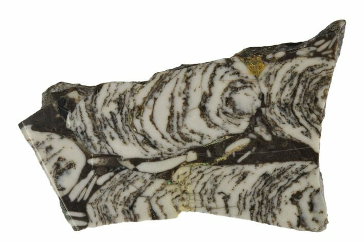 Polished Mesoproterozoic Stromatolite - Siberia #180032